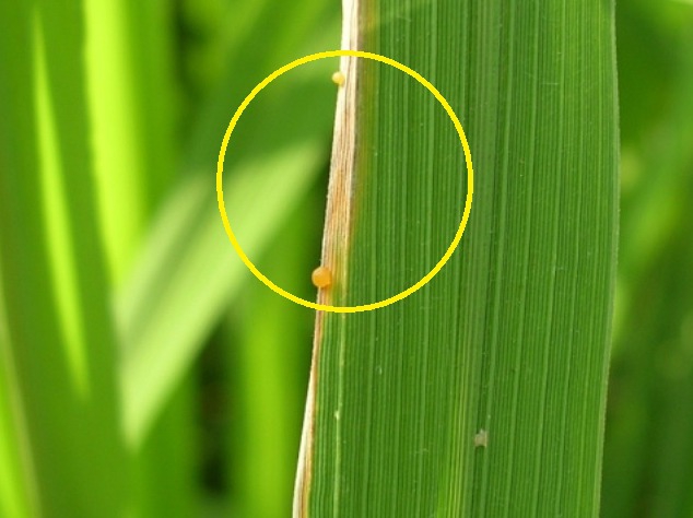 เกษตรฯ เตือนชาวนา ระวังโรคขอบใบแห้ง