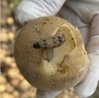 ระวัง หนอนกระทู้ผัก ในมันฝรั่ง