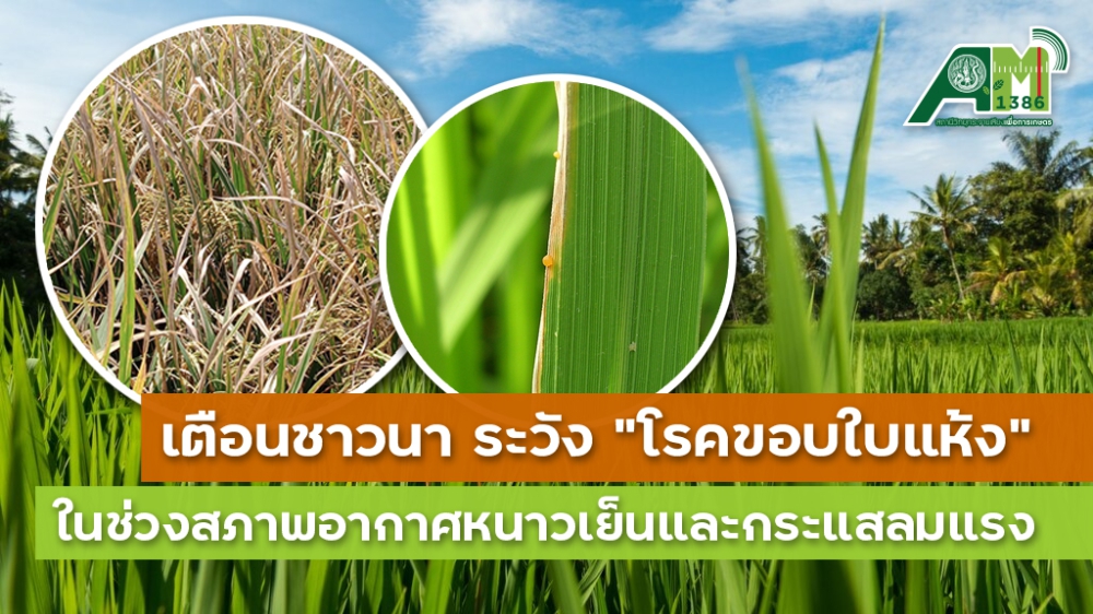 เตือนการเฝ้าระวัง โรคขอบใบแห้ง ประจำเดือน มกราคม 2569