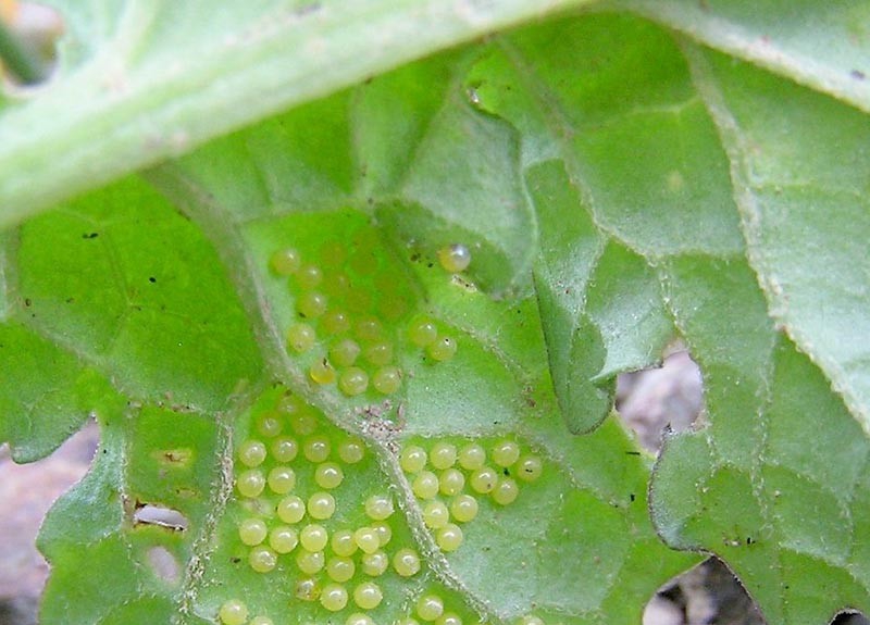 ระวังหนอนใยผักในพืชตระกูลกะหล่ำ