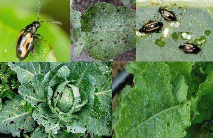 ระวังด้วงหมัดผักในพืชตระกูลกะหล่ำ