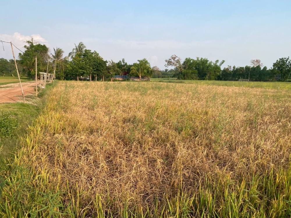 เพลี้ยกระโดดสีน้ำตาล