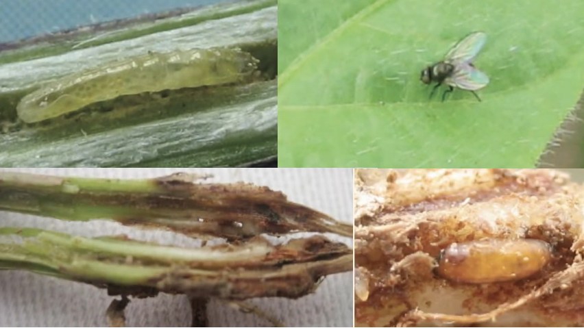 ระวัง หนอนแมลงวันเจาะลำต้นถั่ว ในถั่วเขียว