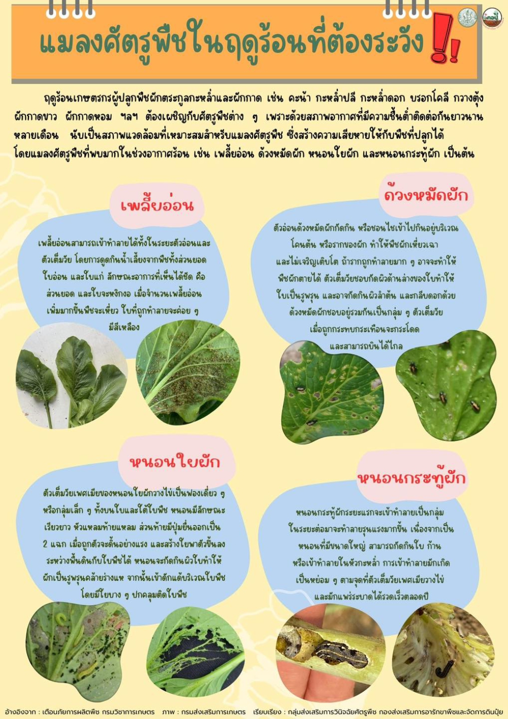 แมลงศัตรูพืชในฤดูร้อนที่ต้องระวัง