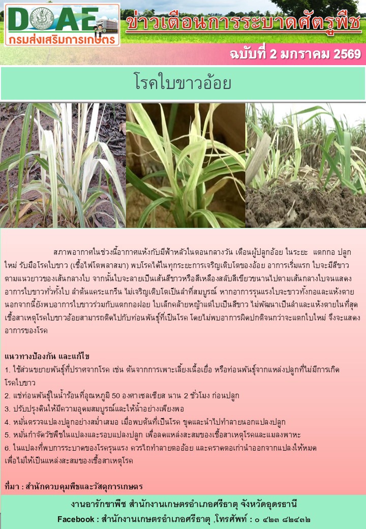 แจ้งเตือนภัยเกษตรกร เฝ้าระวัง โรคใบขาวอ้อย