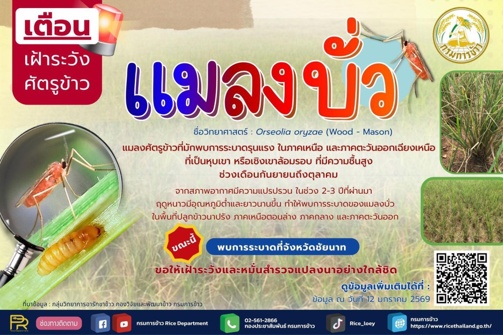 เตือน!!เฝ้าระวังศัตรูข้าว : แมลงบั่ว