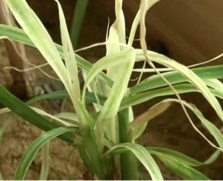 ระวัง!!!!โรคใบขาว (เชื้อไฟโตพลาสมา) ในอ้อย