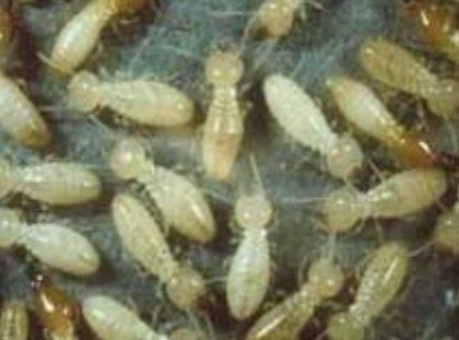 แล้งนานระวังปลวกบุกไร่อ้อย