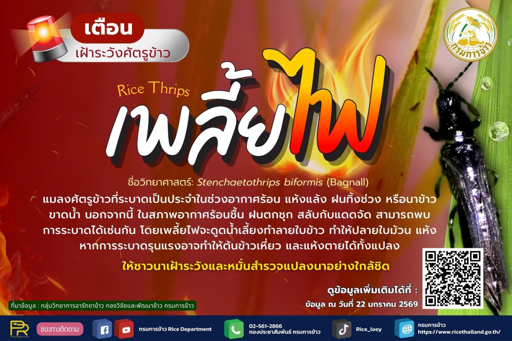 เพลี้ยไฟ.