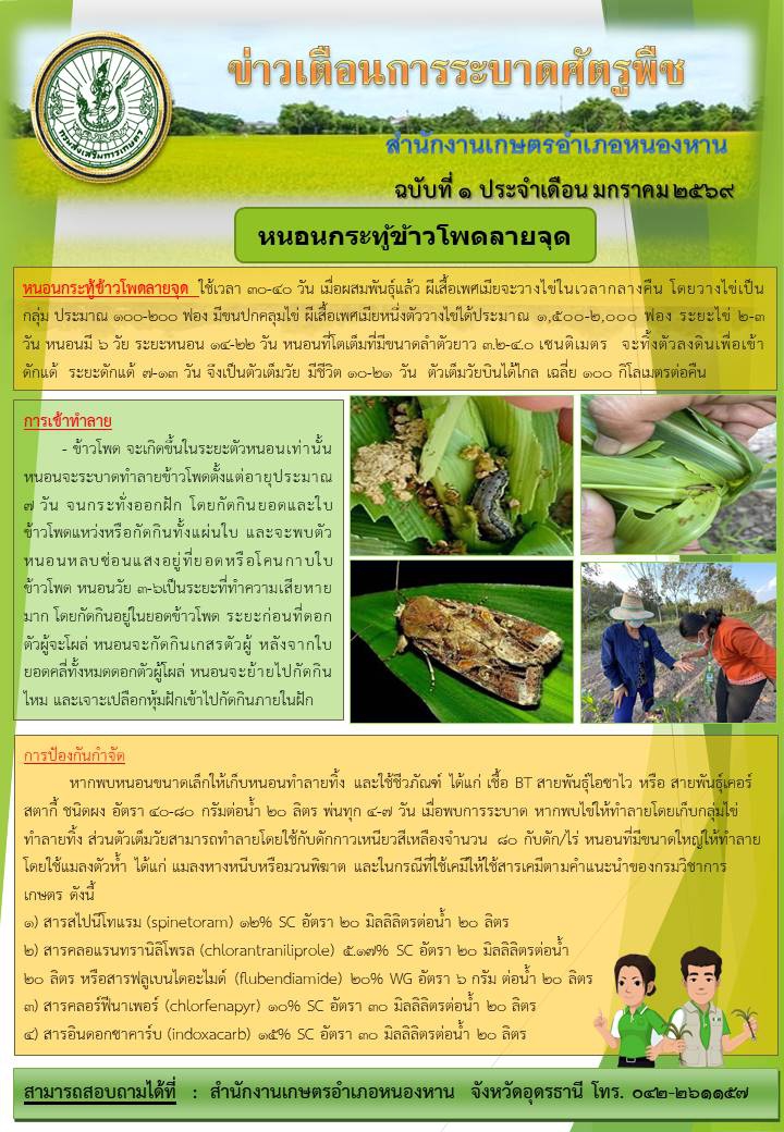 เตือนเกษตรกร เฝ้าระวัง หนอนกระทู้ข้าวโพดลายจุด