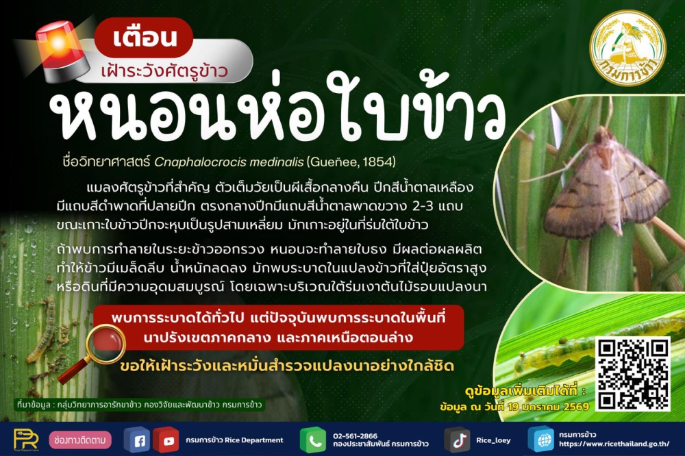 ที่มา : กรมการข้าว