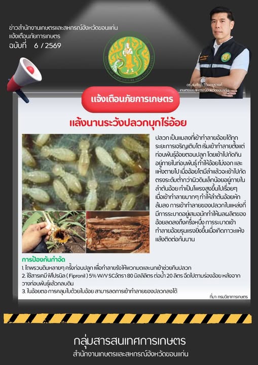 เตือนภัยการเกษตร แล้งนานระวังปลวกบุกไร่อ้อย