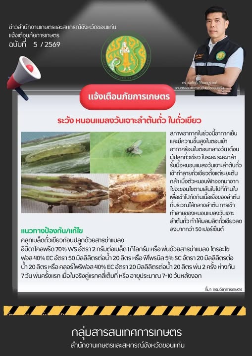 เตือนภัยการเกษตรระวังหนอนแมลงวันเจาะลำต้นถั่ว