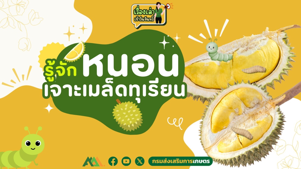 รู้จักหนอนเจาะเมล็ดทุเรียน