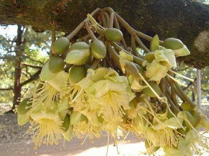 ระวัง การติดผลไม่ดี ในทุเรียน