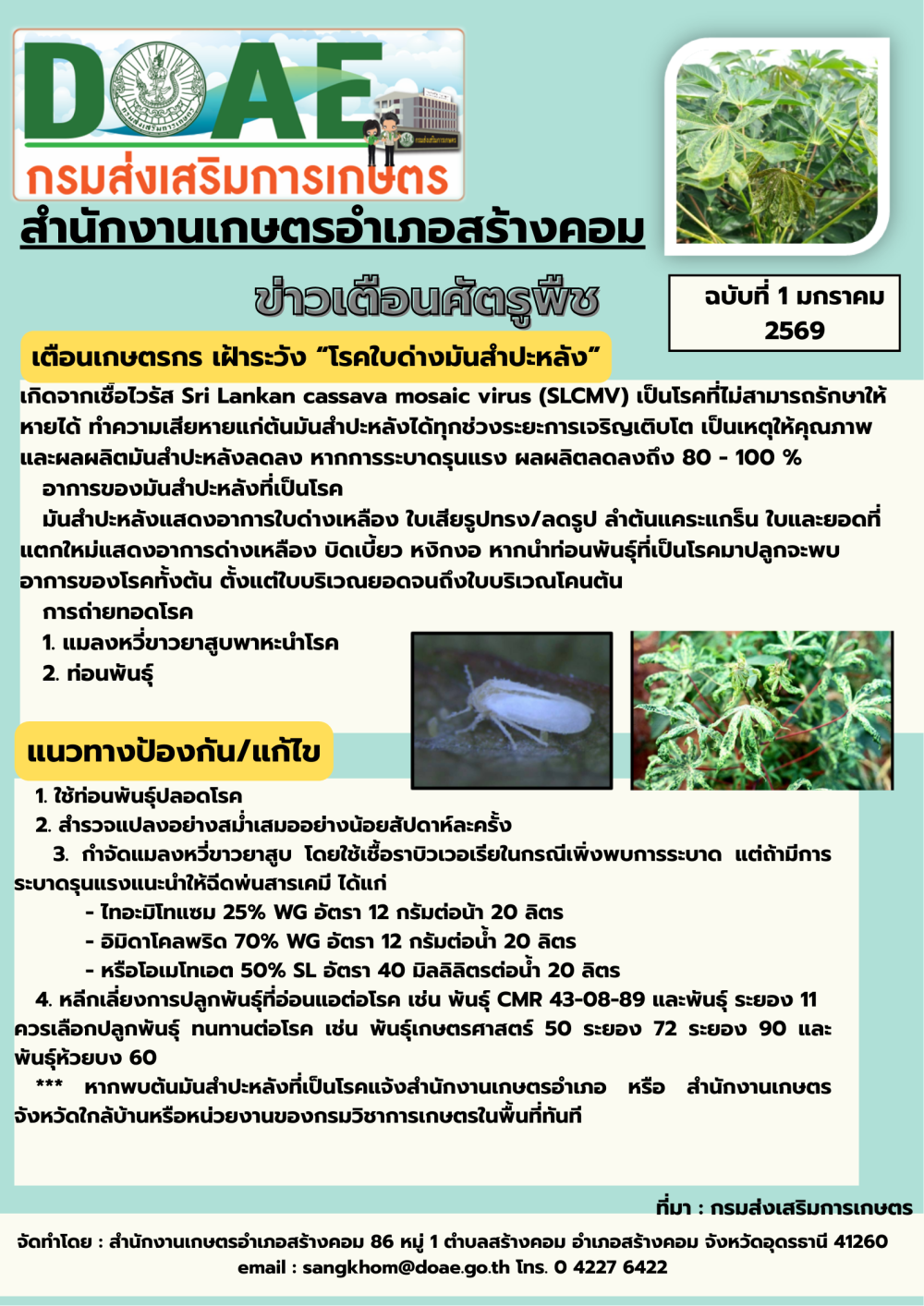 แจ้งเตือนเกษตรกร เฝ้าระวัง โรคใบด่างมันสำปะหลัง