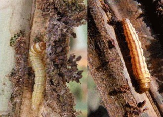 ระวัง หนอนหัวดำมะพร้าว ในมะพร้าว