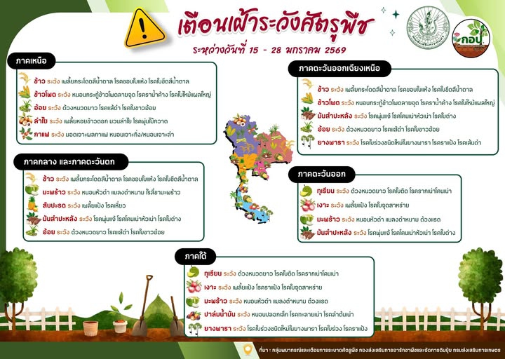 เตือน!!!!!!เฝ้าระวังการระบาดศัตรูพืช