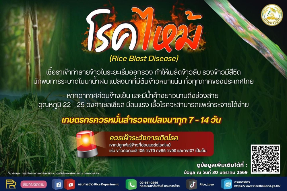 เตือนเฝ้าระวังโรคข้าว  โรคไหม้