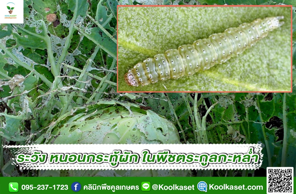 เตือนการเฝ้าระวัง