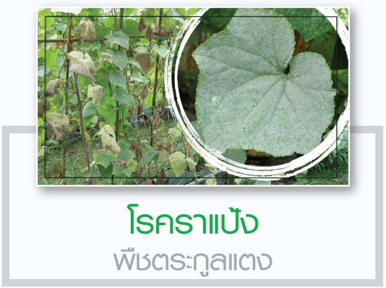 เตือนการเฝ้าระวัง