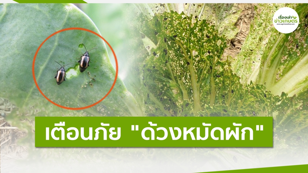 เตือนการเฝ้าระวัง