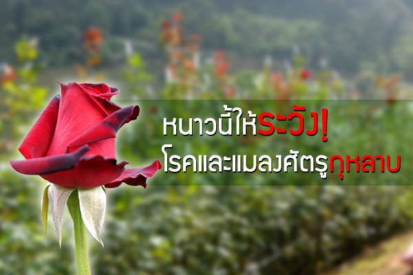 เตือนการเฝ้าระวังโรคและแมลงศัตรูในกุหลาบ