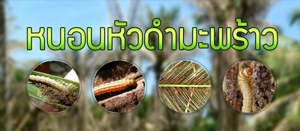 เตือนการเฝ้าระวัง