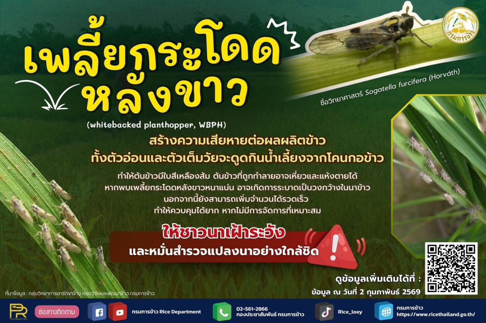เตือนเฝ้าระวังศัตรูข้าว : เพลี้ยกระโดดหลังขาว
