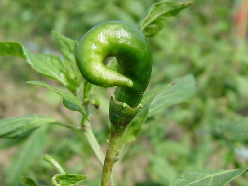 ระวัง เพลี้ยไฟพริก ในพริก