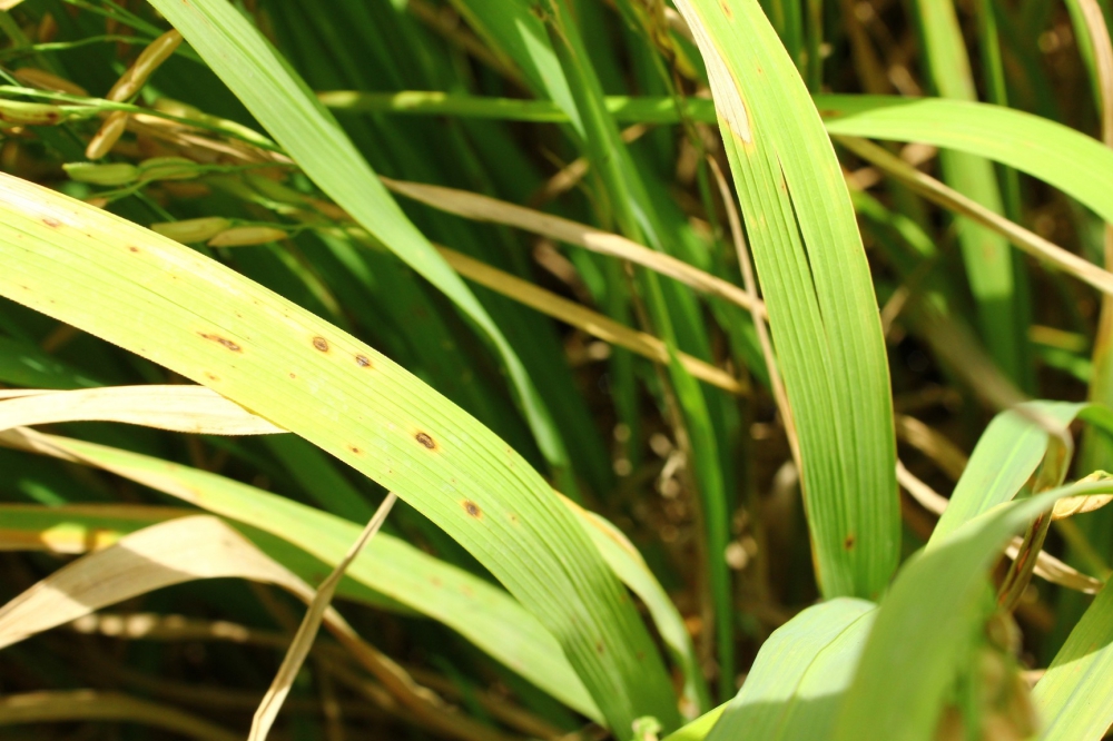 เตือนชาวนาต้นกุมภาพันธ์รับมืออากาศเย็นระลอกใหม่