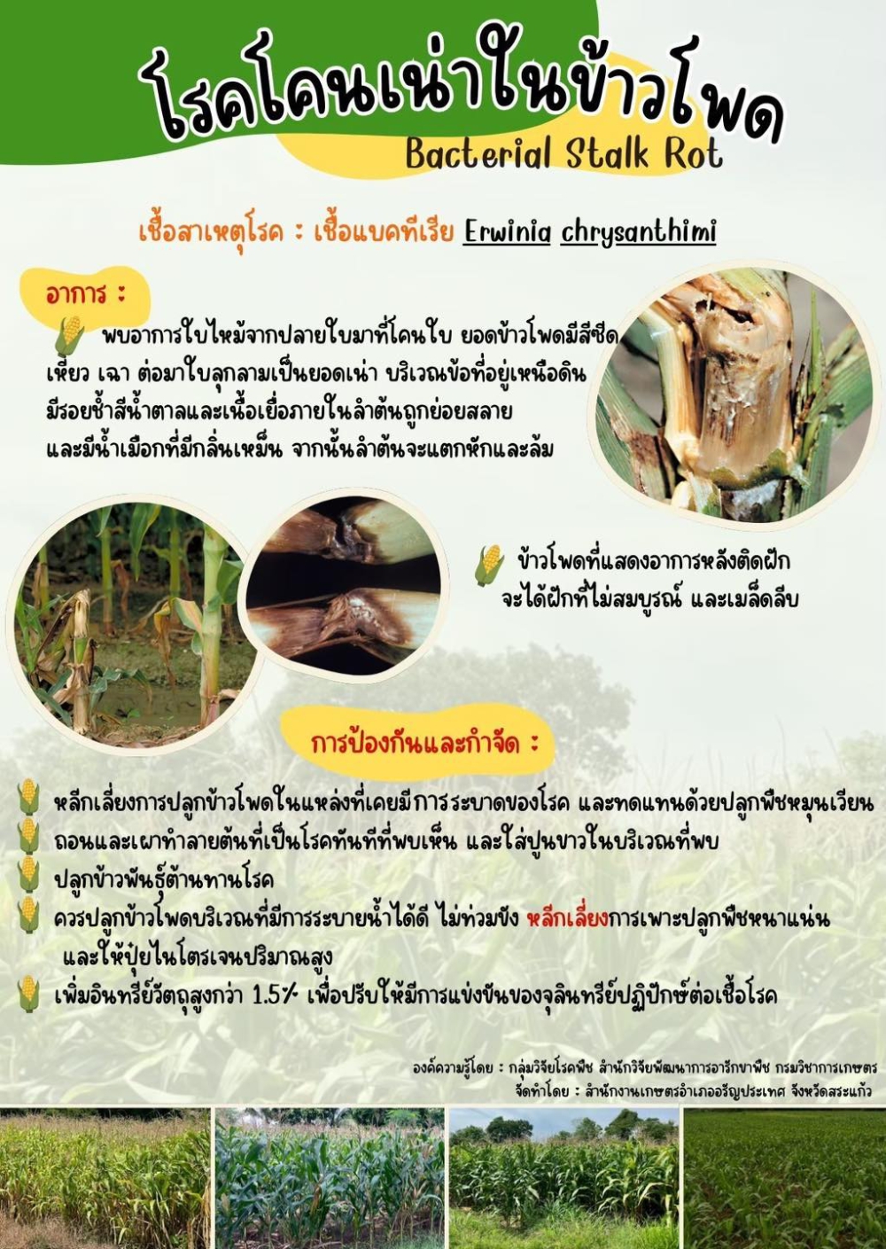 โรคโคนเน่าในข้าวโพด