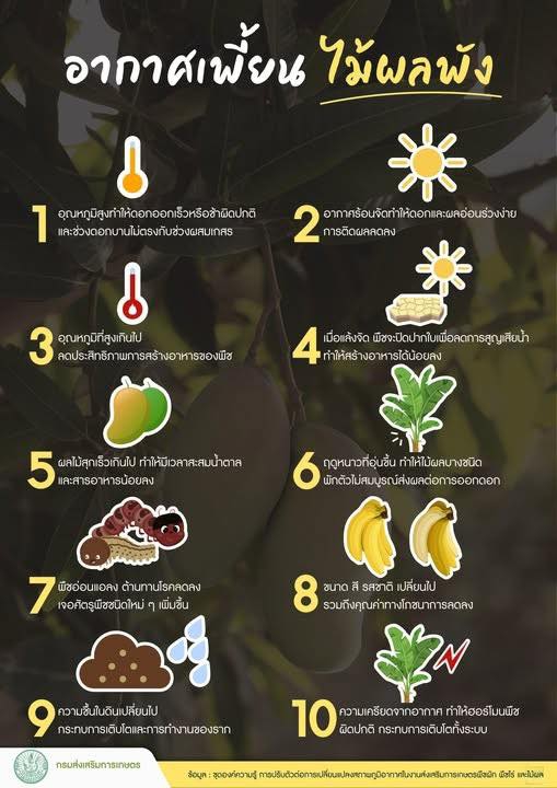 อากาศเพี้ยนไม้ผลพังวิกฤตที่ชาวสวนต้องเตรียมรับมือ