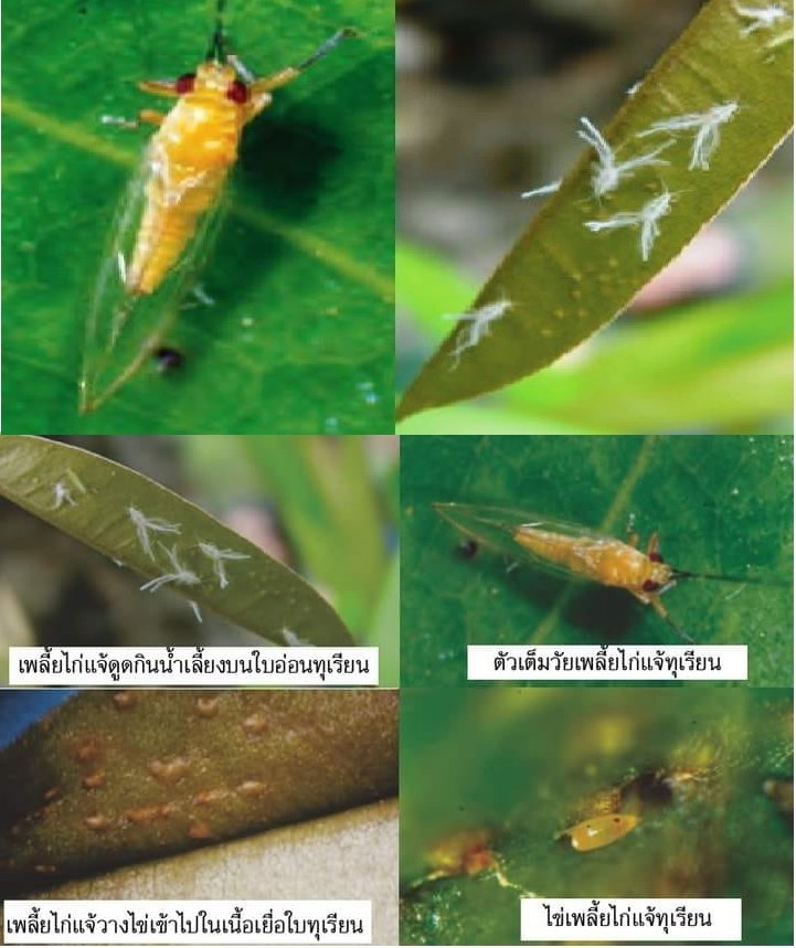 ระวัง เพลี้ยไก่แจ้ทุเรียน ในทุเรียน