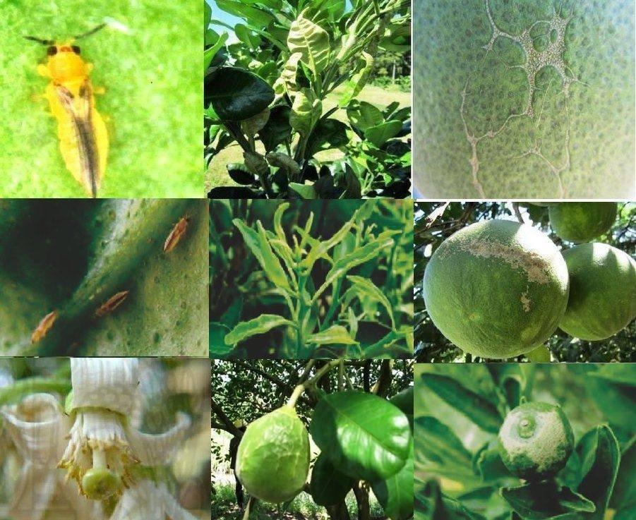 ระวัง เพลี้ยไฟพริก ในส้มโอ