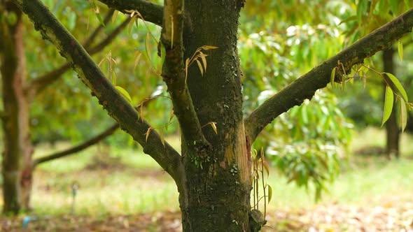 เทคโนโลยีสยบโรครากเน่าโคนเน่าทุเรียน