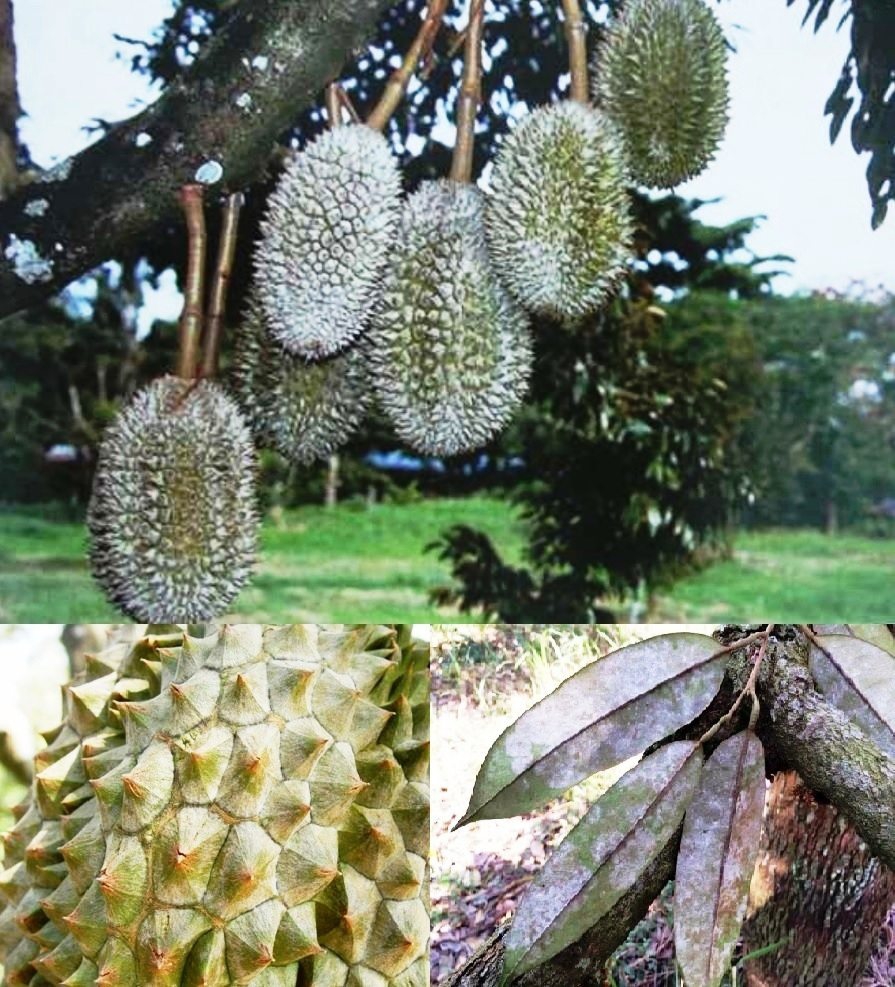 ระวัง โรคราแป้ง (เชื้อรา Oidium sp.) ในทุเรียน