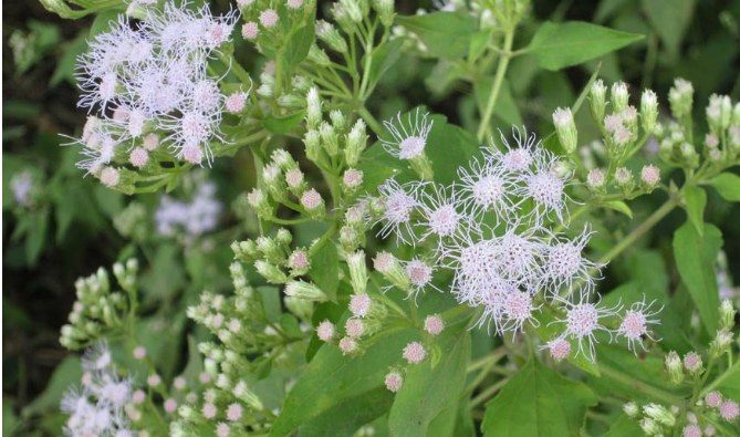 สาบเสือป้องกันกำจัดศัตรูพืช