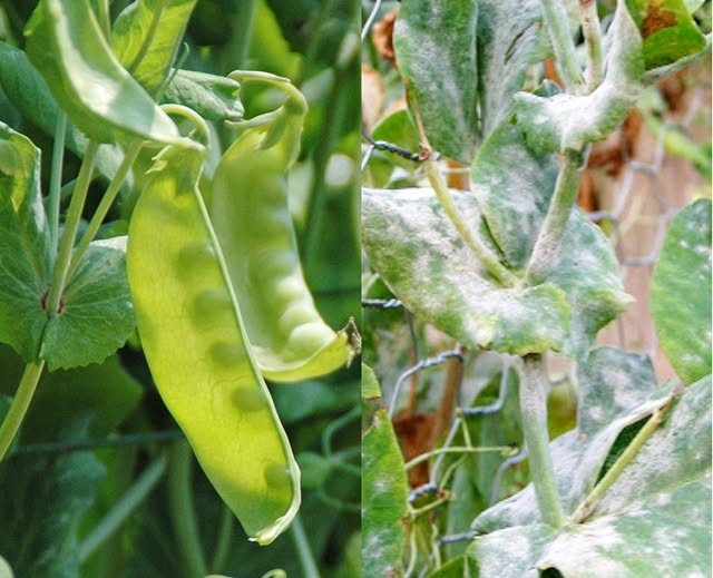 ระวัง โรคราแป้ง (เชื้อรา Oidium sp.) ในถั่วลันเตา