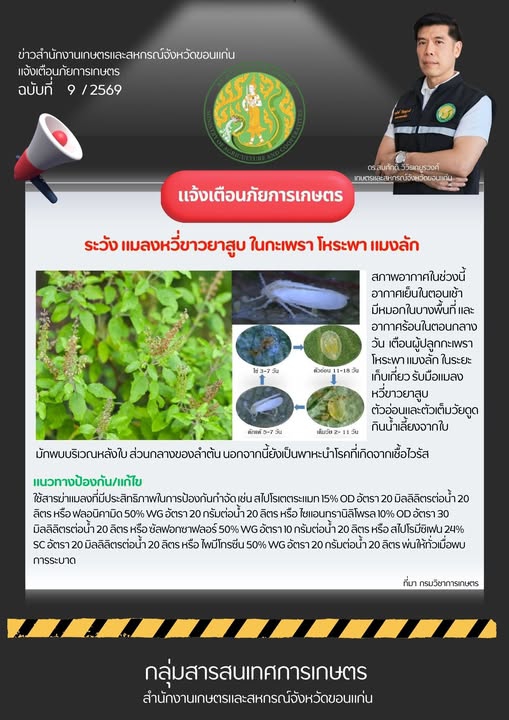ระวัง แมลงหวี่ขาวยาสูบ ในกะเพรา โหระพา แมงลัก