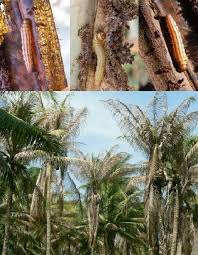 รายงานศัตรูพืชระบาด ข้อมูล ณ วันที่ 28 มกราคม 2569