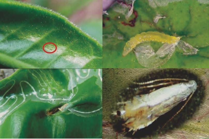 ระวังหนอนชอนใบส้มในพืชตระกูลส้ม(เช่น