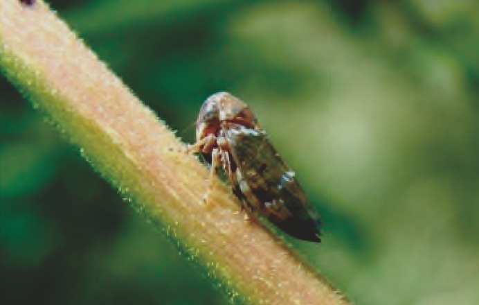 ระวัง !!!เพลี้ยจักจั่นมะม่วง ในมะม่วง