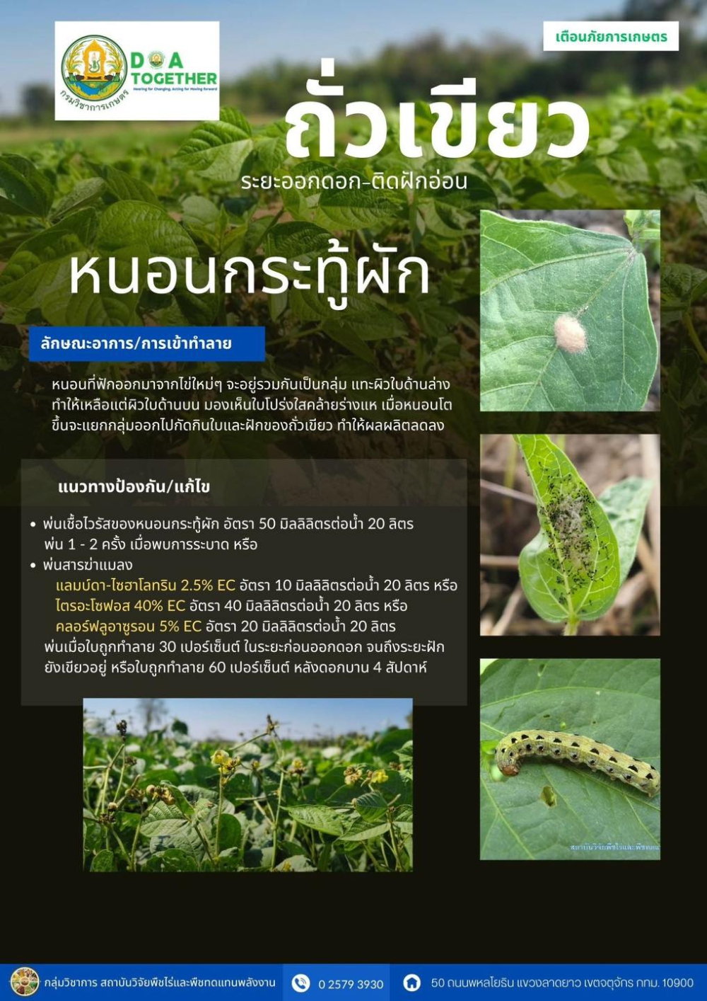 ศัตรูพืชถั่วเขียว