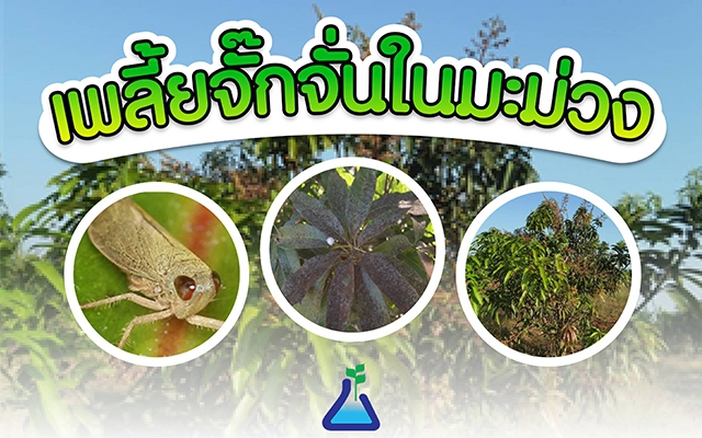 เตือนการเฝ้าระวัง