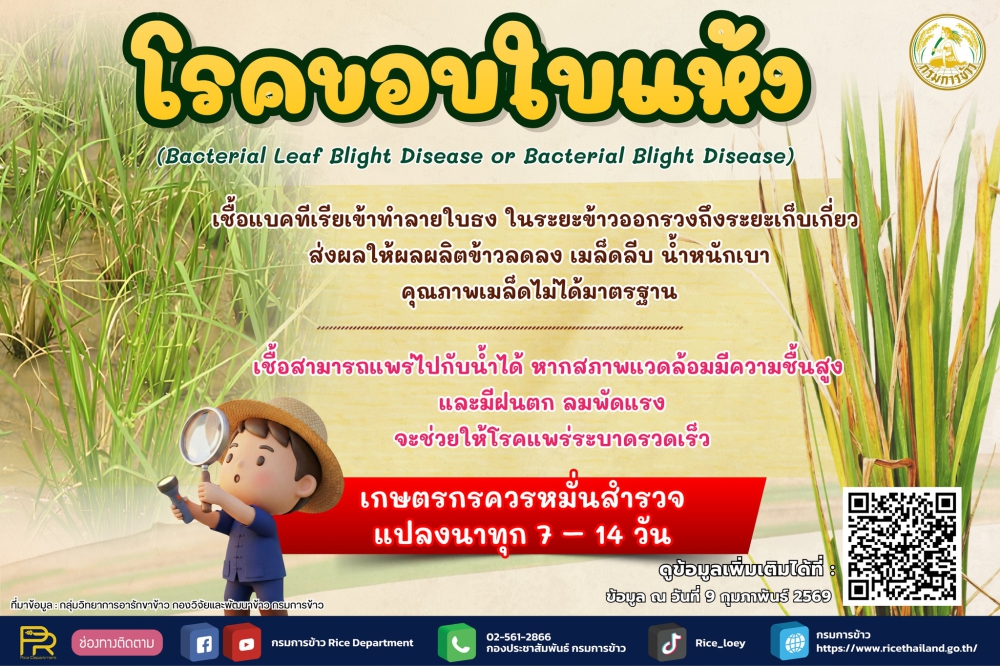 โรคขอบใบแห้ง.