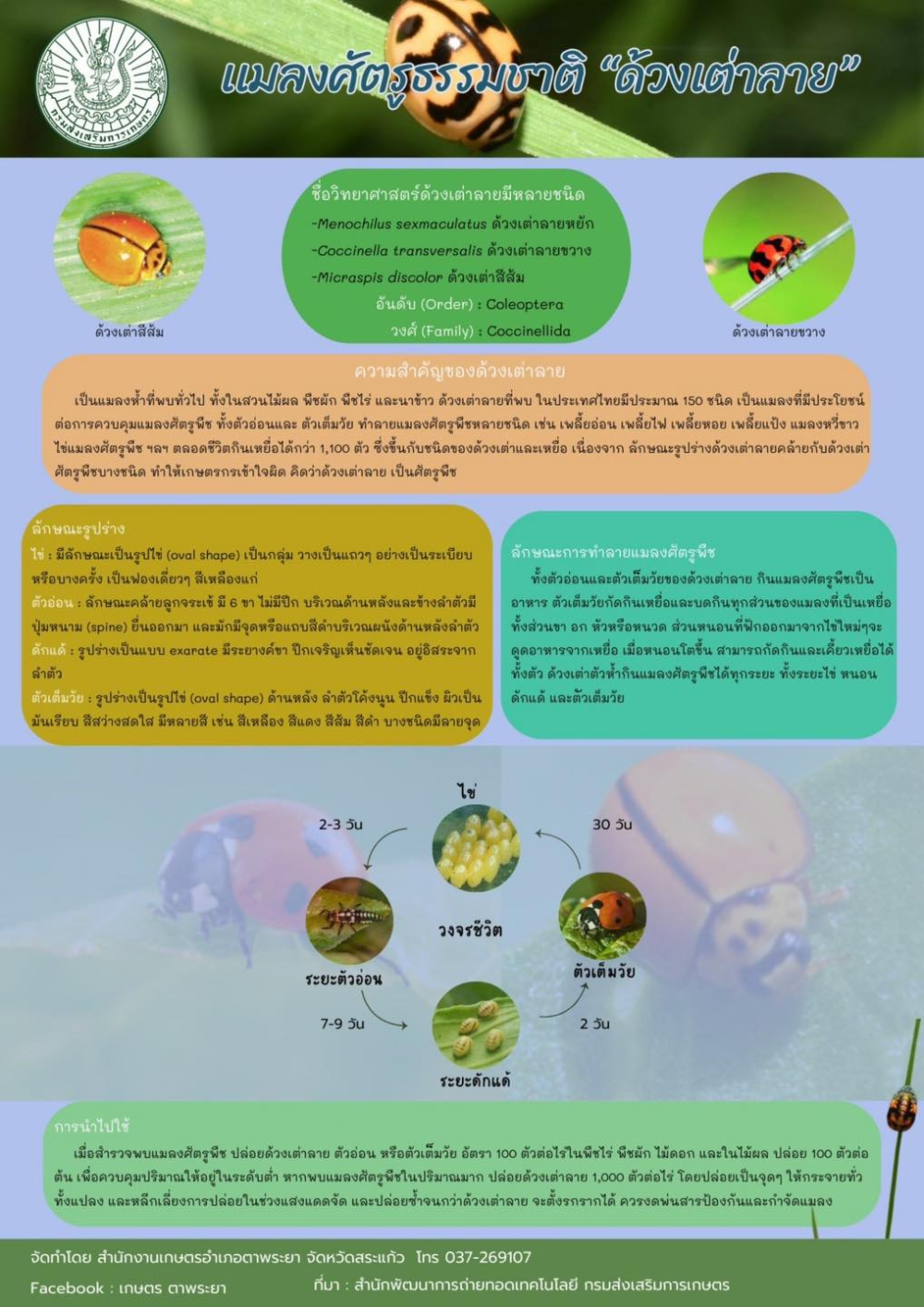 ด้วงเต่าลาย