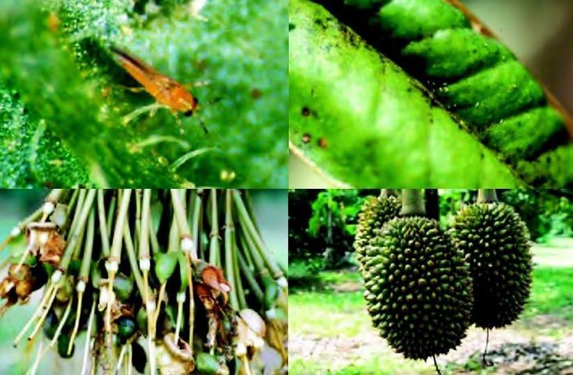 ระวัง เพลี้ยไฟพริก ในทุเรียน