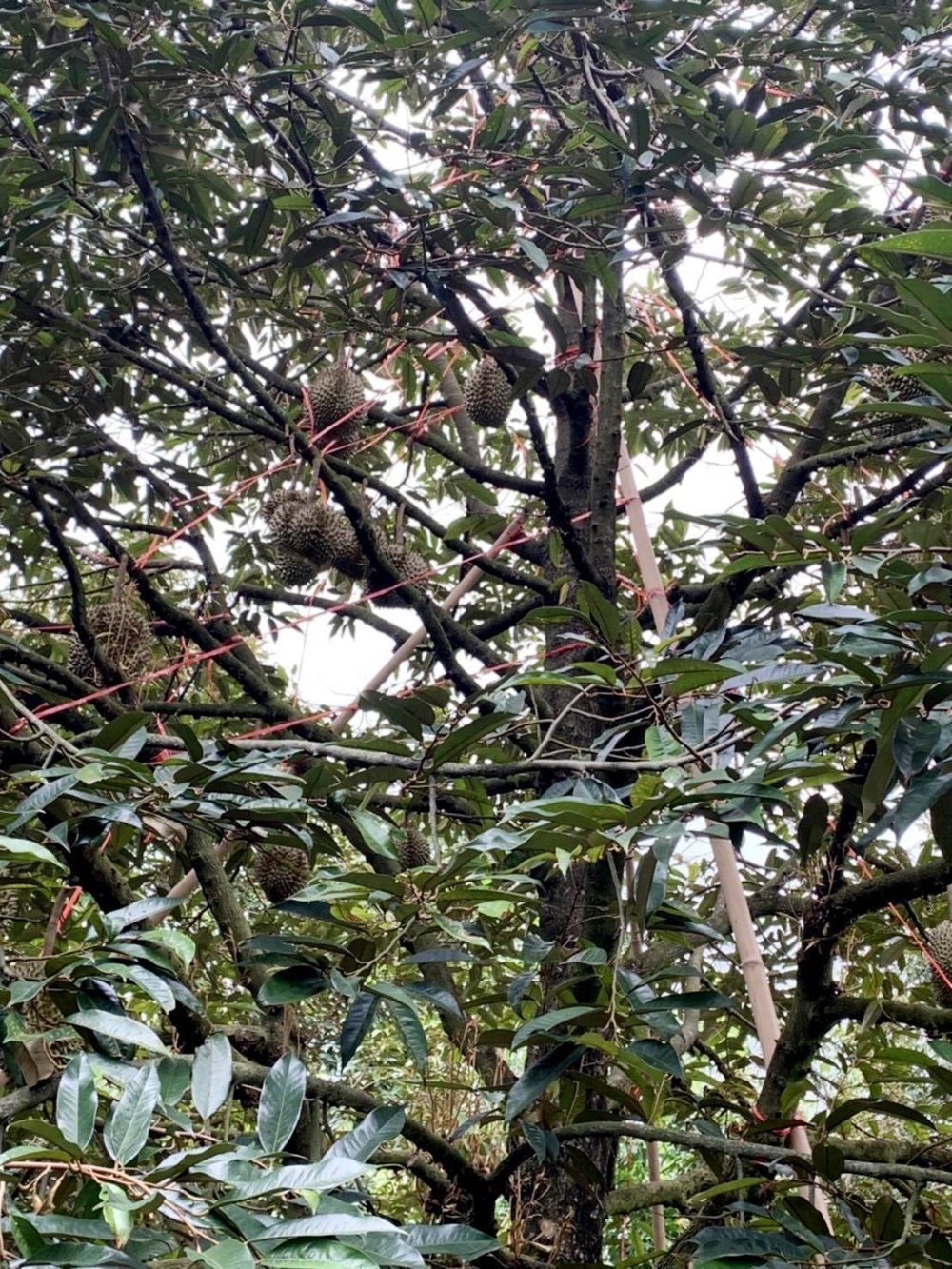 ระวัง พายุฤดูร้อน ลมกระโชกแรง ในทุเรียน