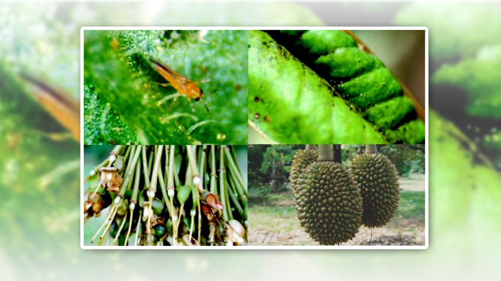 เตือนการเฝ้าระวัง